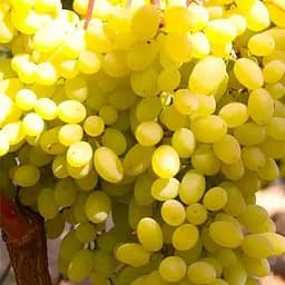 Саженец Agro-Market Виноград Гелиодор (кишмиш сверхраннего срока созревания, морозостойкий) 1 шт. в упаковке (51898)
