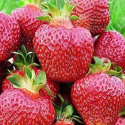 Саженец Agro-Market Клубника Хоней (Honey) (ранний срок созревания, устойчив к болезням и вредителям) 5 шт.