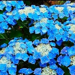 Саджанець Agro-Market Гортензія Blauer Teller (155294)