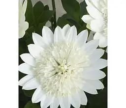 Саженец Agro-Market Остеоспермум махровый 3D Nanuk (116340) 1 шт. в упаковке