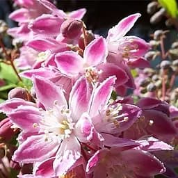 Саджанець Agro-Market Дейція гібридна Strawberry Fields (177059)