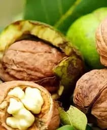 Саджанець Agro-Market Волоський горіх щеплений Rechenskiy висота 50-80 см (хворобостійкий, високоврожайний, морозостійкий) 1 шт. в упаковці (86021)