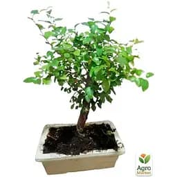 Бонсай Agro-Market Sageretia thea (63543) 1 саженец в упаковке комнатный