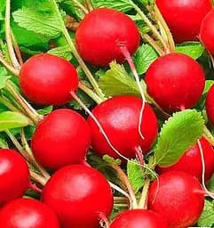 Насіння Весна Редис Еліза Зіпер 7 г (177956)