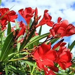 Саджанець Agro-Market Олеандр 3-х річний Hardy Red (висота 60-80см) (181472)