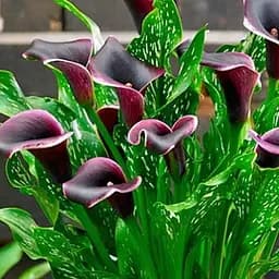 Калла "Dubai Nights" (177192) 1 шт