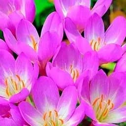 Колхикум "Giant" 1 шт (17303)