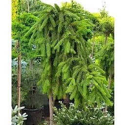 Ялина плакуча на штамбі Inversa С3 висота 50-70см (112368) 1 саджанець