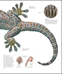 The Science of Animals - мініатюра 24