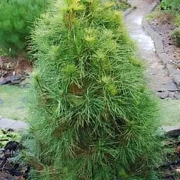 Сосна щеплена Agro-Market 2-річна звичайна Xavery С3 висота 20-30 см 188214 1 саджанець в упаковці