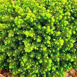 Ялина європейська Agro-Market Little Gem С2 висота 15-20 см 71812 1 саджанець в упаковці