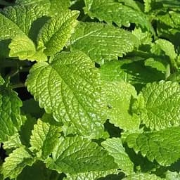 Саджанець Agro-Market Мелісса Лікарська (51886) (Корневище) 1 шт. в упаковці