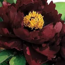 Пион древовидный "Black Panther" (49755) (Корневище) 1 шт