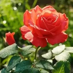 Роза чайно-гибридная Agro-Market Красная Совершенство Red Perfection саженец класса АА+ высший сорт 1 шт. в упаковке (103471)