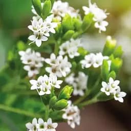 Стевия "Sweet leaf" (сахарозаменитель, лекарственное растение), С2 (184456) 1 саженец в упаковке