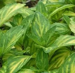 Саджанець Agro-Market М'ята Імбирна Джінжер (Mentha Ginger Mint) (49828) (Корневище) 1 шт. в упаковці