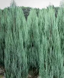 Саджанець Agro-Market Ялівець Blue Arrow висота 180-200 см 1 шт. в упаковці (146267)