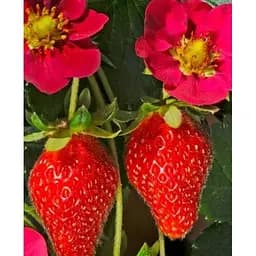 Саджанець Agro-Market Полуниця ампельна Рожевий Фламінго (ремонтантний сорт з великими ягодами) 1 саджанець (53407)