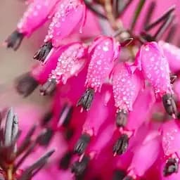 Эрика дарленская 2-летняя Bordo вазон С1.5 (189913) 1 саженец в упаковке Нидерланды