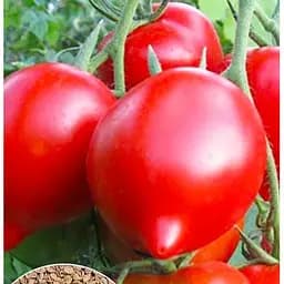 Насіння Весна на вагу Томат Примадонна F1 ціна за 1 г (22174)