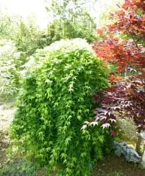 Саджанець Agro-Market Клен японський Ryusen висота 35-55 см 1 шт. в упаковці (182620)