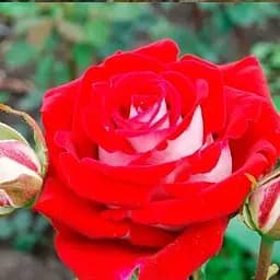 Роза чайно-гибридная Agro-Market Осиро саженец класса АА+ высший сорт 1 шт. в упаковке (52747)