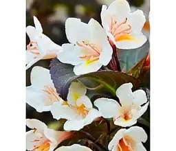 Саженец Agro-Market Вейгела цветущая 2-летняя Ebony and Ivory С2 высота 20-40 см (176653) 1 шт.