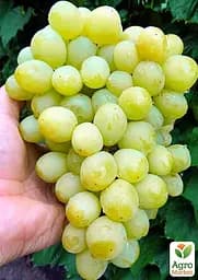 Саджанець Agro-Market Виноград Валек (надранній мускат з грушевим присмаком, вага грона до 2000гр) 1 шт. в пакуванні (177277) - мініатюра 2
