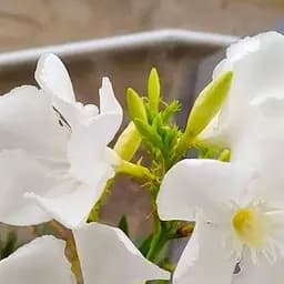 Саджанець Agro-Market Олеандр білий Sister Agnes (вічнозелений кущ, дуже ароматні квіти) (75852)