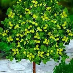 Штамбовий аґрус Agro-Market "Мукуринес" (Mukurines) (пізній термін дозрівання) (45692) 1 саджанець в упаковці