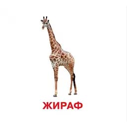 Розвиваючі картки для дітей Jumbi Дикі тварини 18 картинок J011y - мініатюра 2