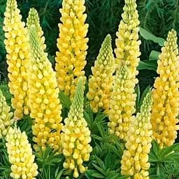 Люпин "Legendary Yellow Shades" (вазон Р9) (188391) 1 саженец