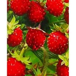 Саджанець Agro-Market Суниця садова Мармеладна ремонтантний високоврожайний сорт 1 саджанець (116165)