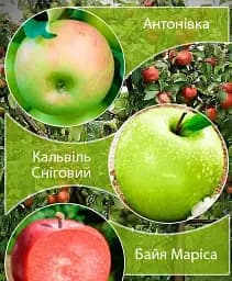 Саджанець Agro-Market Дерево-сад Яблуня Байя Маріса+Кальвіль Сніговий+Антонівка 1 шт. в упаковці (181989)
