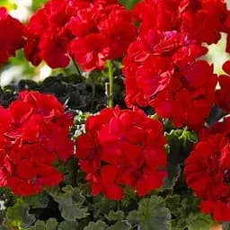 Пеларгонія зональна Dark Line "Julia" (184998) 1 саженец