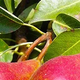 Саджанець Agro-Market Груша Генерал Тотлебен укорінена в контейнері (саджанець 2 роки) (99949)