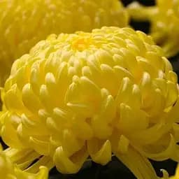 Хризантема великоквіткова "Agora Jaune" (189671) 1 саженец