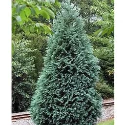 Кипарисовик Лавсона "Alumi" С3 висота 20-30см (184975) 1 саджанець