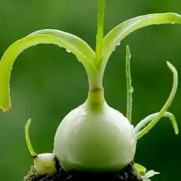 Индийский лук (вазон Р12, птицемолочник хвостатый) (188412) 1 саженец в упаковке