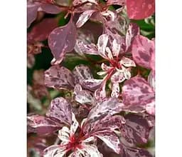 Саджанець Agro-Market Барбарис Тунберга 3-х річний Rose Glow С2 висота саджанця від 25 см (145603) 1 шт. в упаковці