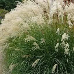 Саджанець Agro-Market Міскантус Grosse Fontane (вазон Ø17) (116407) 1 шт. в упаковці