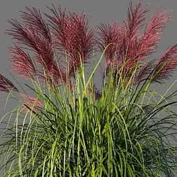 Саджанець Agro-Market Міскантус Rotsilber (вазон Ø17) (116411) 1 шт. в упаковці