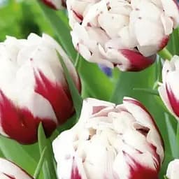 Тюльпан "Horizon" (размер 10/11, большой) 3 шт (17261)