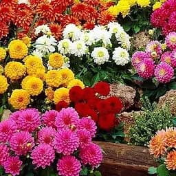 Георгина смесь (в банке) ТМ "Весна Органик" 3г (46731)