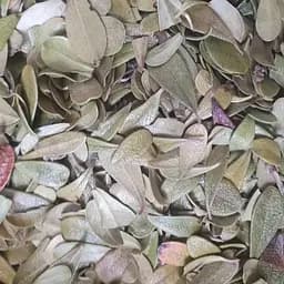 100 г мучниця/толокнянка лист сушений - свіжий урожай