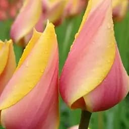 Тюльпан  Agro-Market Blashing Lady" (гігантський) (186169) 2 шт в упаковці