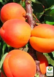 Саджанець Agro-Market Абрикос Фаворит (літній сорт, пізній термін дозрівання) 1 шт. в упаковці (178189) - мініатюра 2
