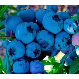 Саджанець Agro-Market Лохина (чорниця садова) Бонус (середньопізній термін дозрівання) 1 саджанець (46158)