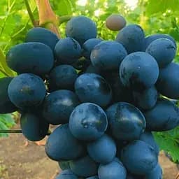 Саженец Agro-Market Виноград Посланник (крупный, сладкий, морозостойкий) 1 шт. в упаковке (153784)