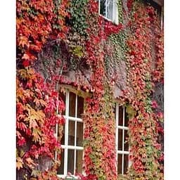 Саджанець Agro-Market Виноград дівочий тріостренний Veitchii С2 висота 40-90 см (61505)